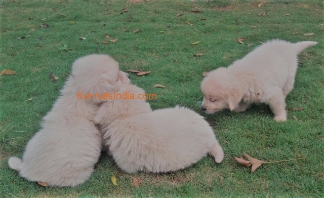 Golden Retriever Puppies For Sale In Chennai