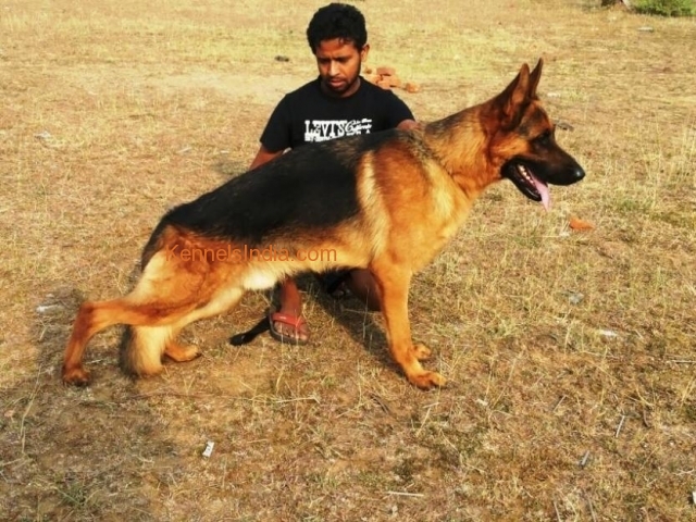 German Shepherd Female Pup