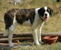 Saint Bernard