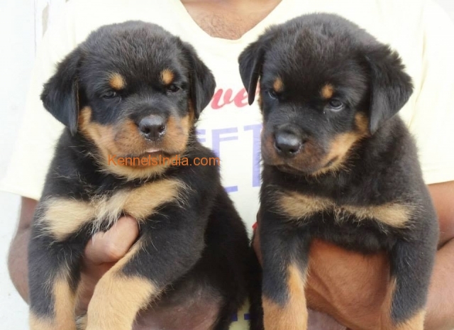 how much are purebred rottweiler puppies