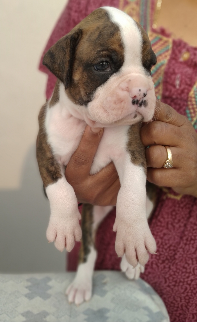 boxer puppies with tails for sale
