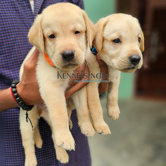 Labrador Puppy for sale in Chennai Tamil Nadu