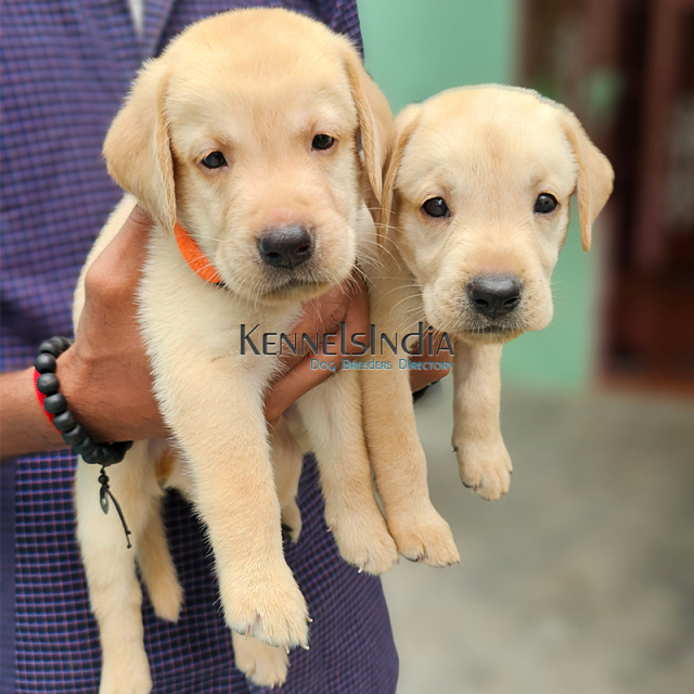 Labrador Puppy for sale in Chennai Tamil Nadu