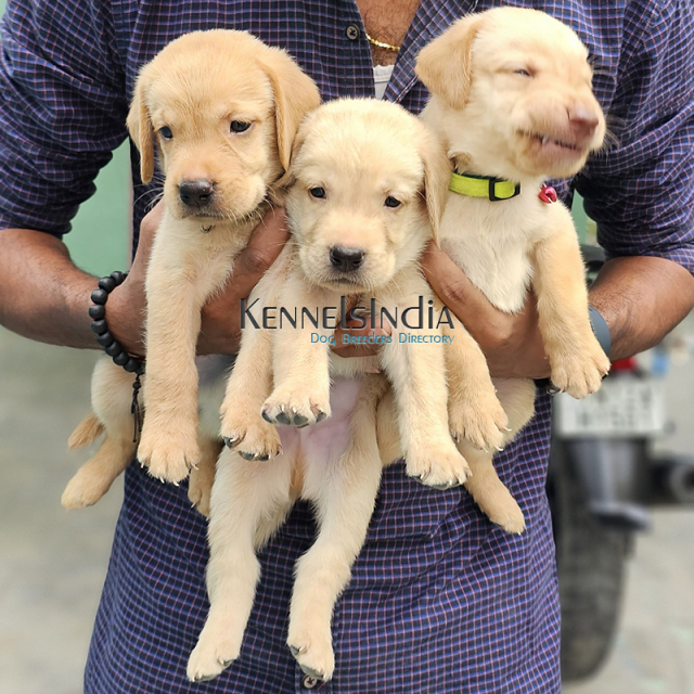 Labrador Puppy for sale in Chennai Tamil Nadu