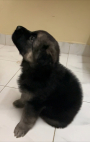Bloodline GSD Male puppy for sale in Chennai
