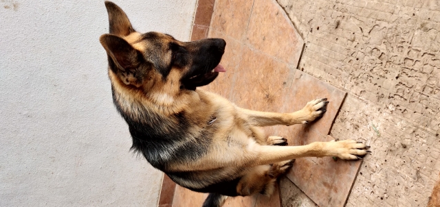 One year old German shepherd puppy for sale in pune