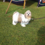 Tibetan Terrier puppies for sale in Coimbatore Tamil Nadu