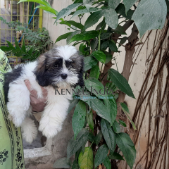 Tibetan Terrier puppies for sale in Coimbatore Tamil Nadu