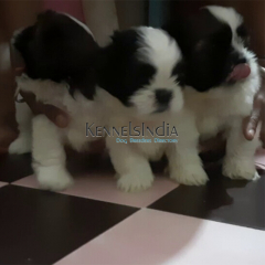 Tibetan Terrier puppies for sale in Coimbatore Tamil Nadu