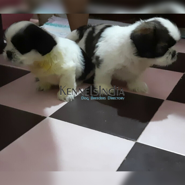 Tibetan Terrier puppies for sale in Coimbatore Tamil Nadu