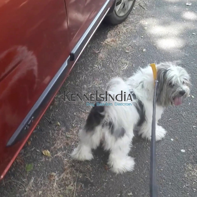 Tibetan Terrier puppies for sale in Coimbatore Tamil Nadu