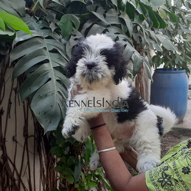 Tibetan Terrier puppies for sale in Coimbatore Tamil Nadu