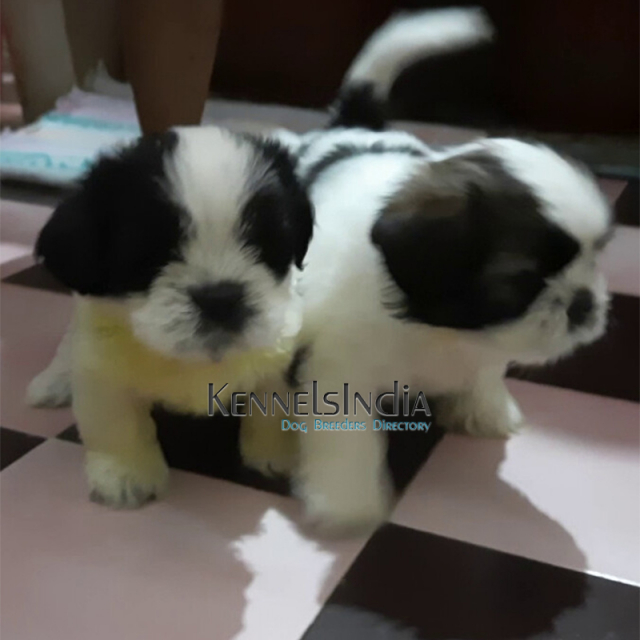 Tibetan Terrier puppies for sale in Coimbatore Tamil Nadu