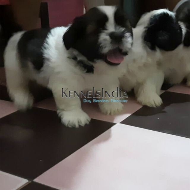 Tibetan Terrier puppies for sale in Coimbatore Tamil Nadu