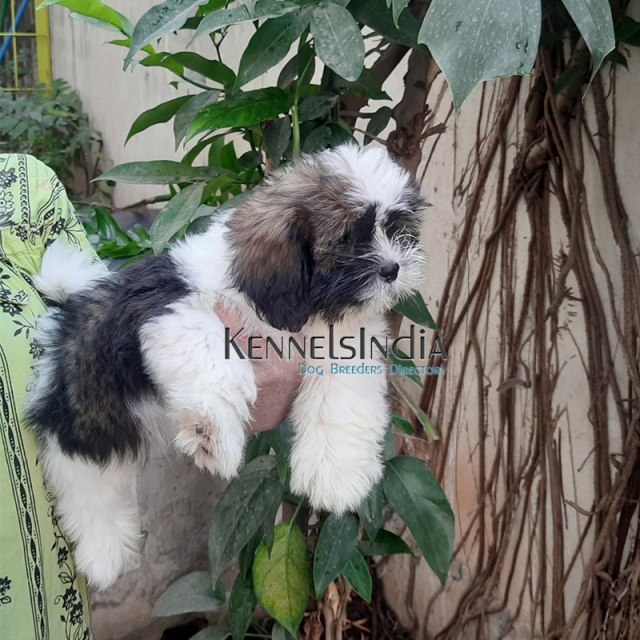 Tibetan Terrier puppies for sale in Coimbatore Tamil Nadu