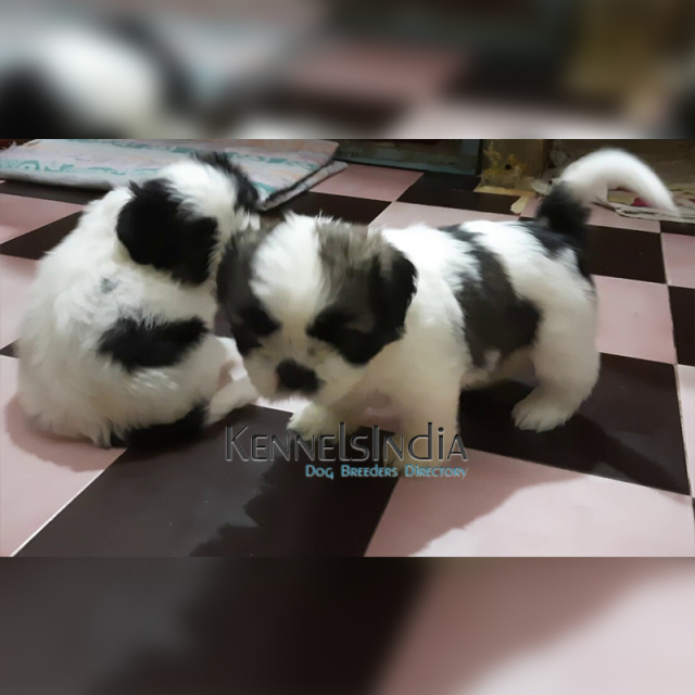 Tibetan Terrier puppies for sale in Coimbatore Tamil Nadu