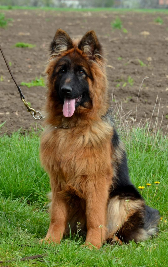 German Shepherd For Sale In Bangalore