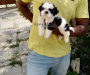 Shih Tzu Puppies For Sale in Hyderabad