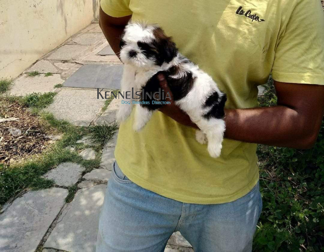 Shih Tzu Puppies For Sale in Hyderabad