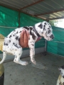 tri color Great Dane Puppy  for sale in Vadodara Gujarat