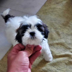 how much is a shih tzu puppy in india