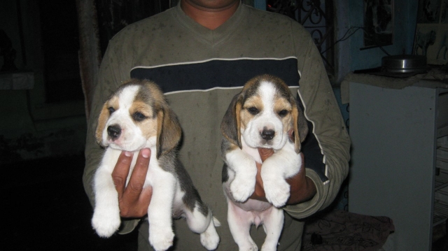 male beagle puppies for sale