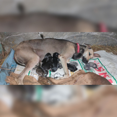 Chippiparai Puppies Available for Sale in Krishnagiri Tamil Nadu