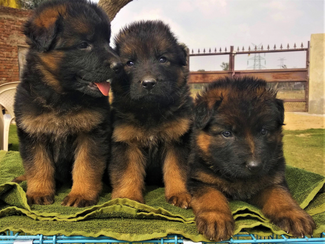 German Shepherd Puppies For Sale in 