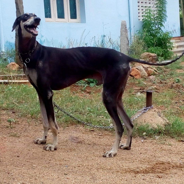 rajapalayam dog breed