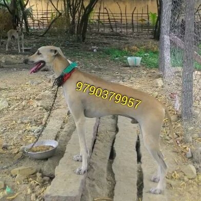 rajapalayam dog sales contact number