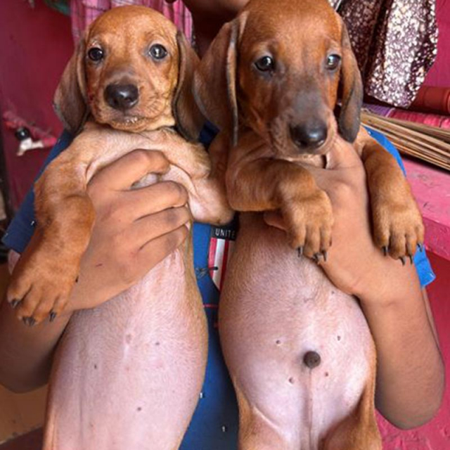 Dachshund Dog Puppies for sale in Chennai, Tamil Nadu