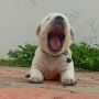 Labrador Retriever Puppies For Sale in Erode, Tamil Nadu