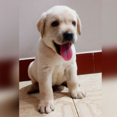Labrador Retriever Puppies For Sale in Erode, Tamil Nadu
