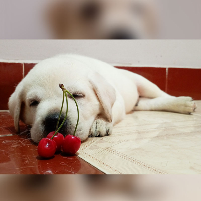 Labrador Retriever Puppies For Sale in Erode, Tamil Nadu