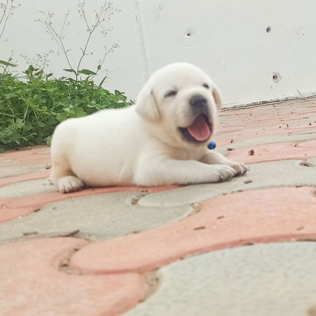 Labrador Retriever Puppies For Sale in Erode, Tamil Nadu