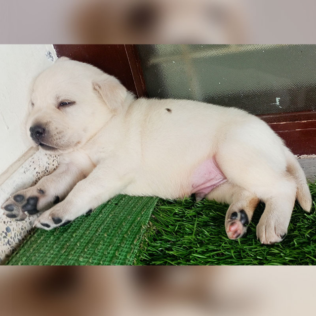 Labrador Retriever Puppies For Sale in Erode, Tamil Nadu