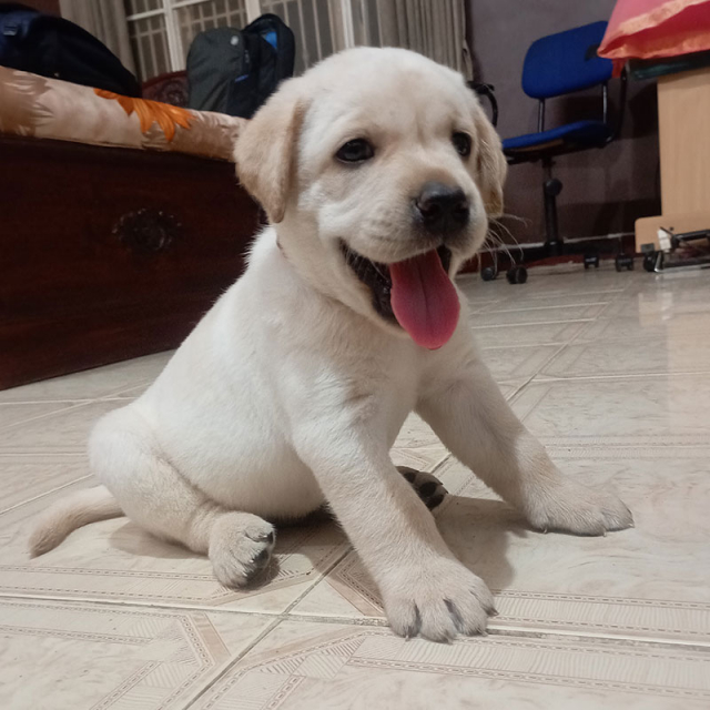 Labrador Retriever Puppies For Sale in Erode, Tamil Nadu