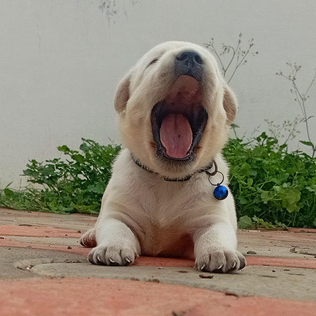 Labrador Retriever Puppies For Sale in Erode, Tamil Nadu