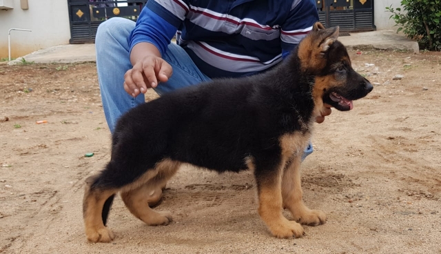 best german shepherd puppies for sale