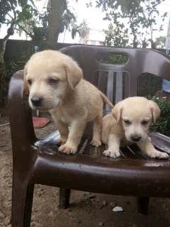 Kci registered labrador puppies clearance for sale