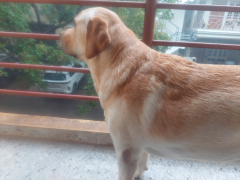 Large golden-tanned male Lab looking for a mate in Bengaluru
