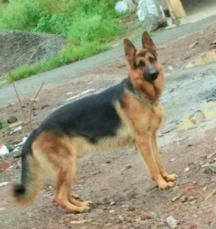 German Shepherd 2 year Male Dog available for breeding
